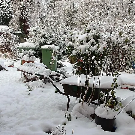 Konukevi Holly