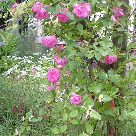 Guest house Holly Bowness-on-Windermere